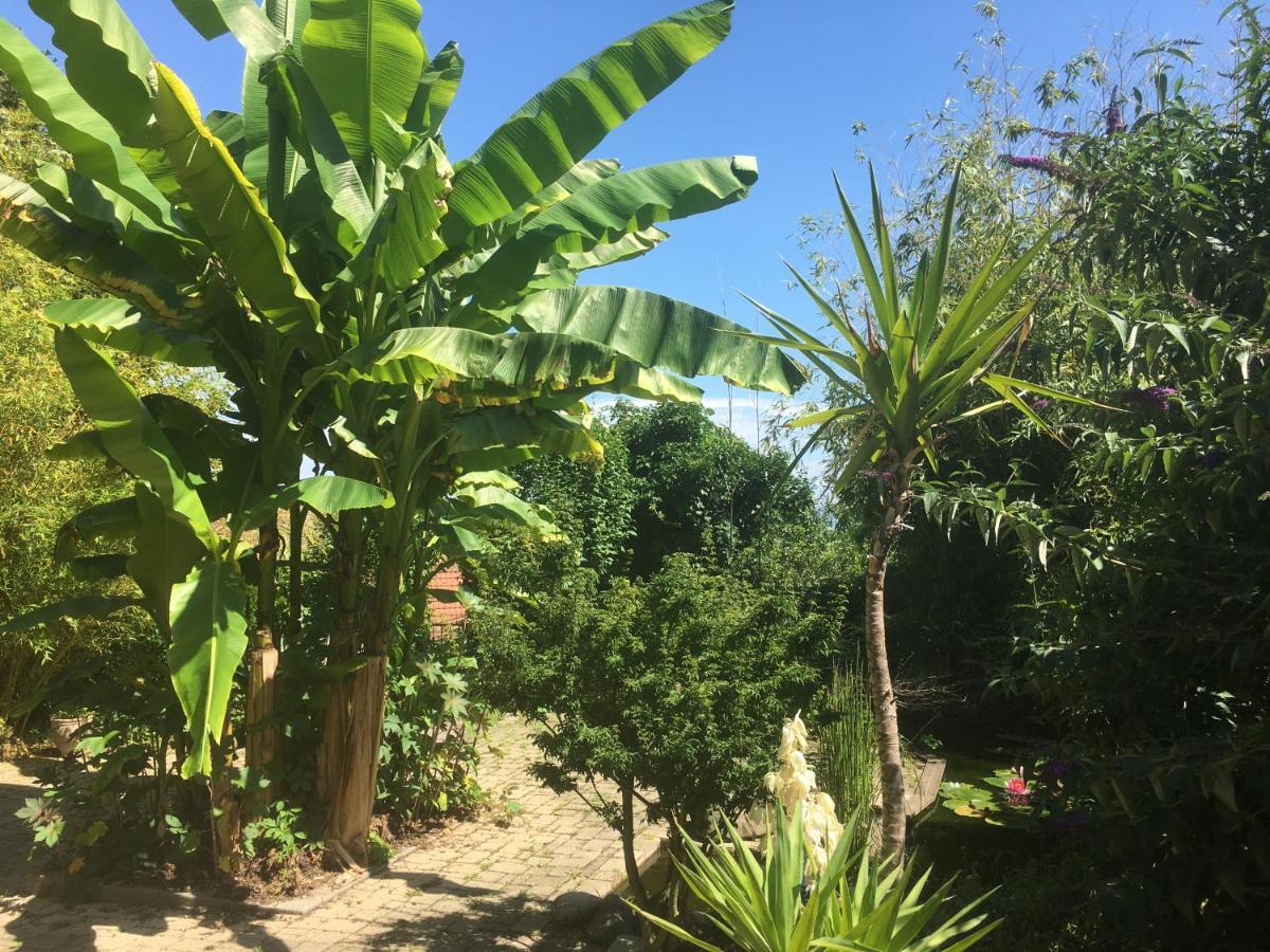 Ferienwohnung Au Nid De Cigogne Zellenberg Exterior foto